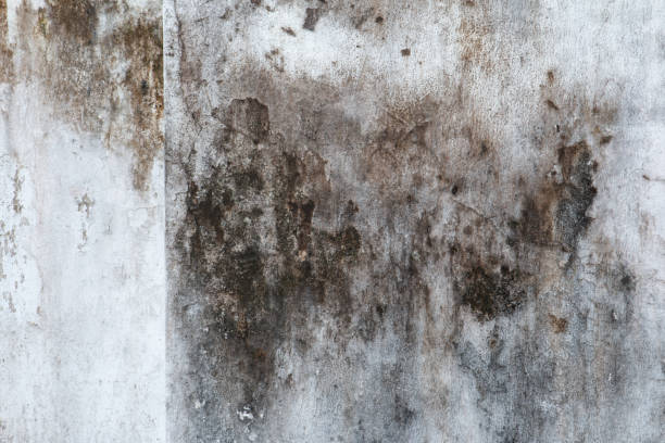 Best Dehumidification Services  in Palo Alto, CA