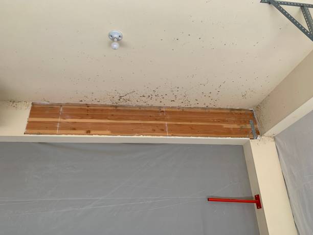 Best Black Mold Removal  in Palo Alto, CA